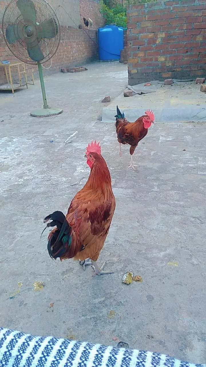 2 male desi cock for sale — photo 8
