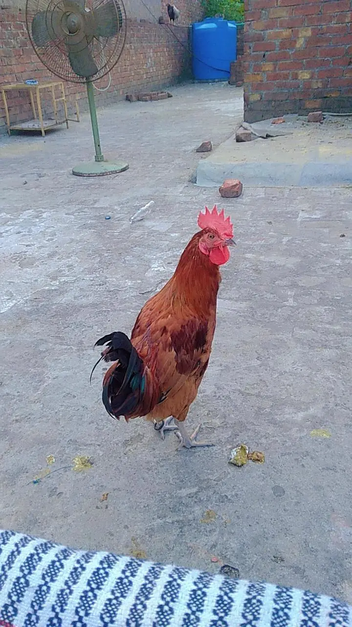 2 male desi cock for sale — photo 9