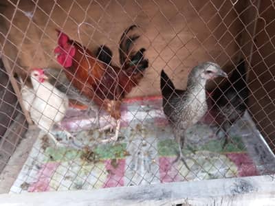 Hens  Male and Female