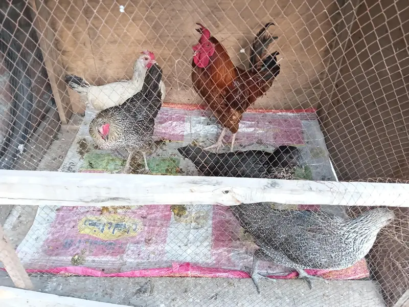 Hens  Male and Female — photo 2