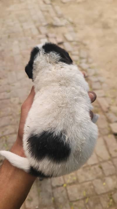 pista puppy