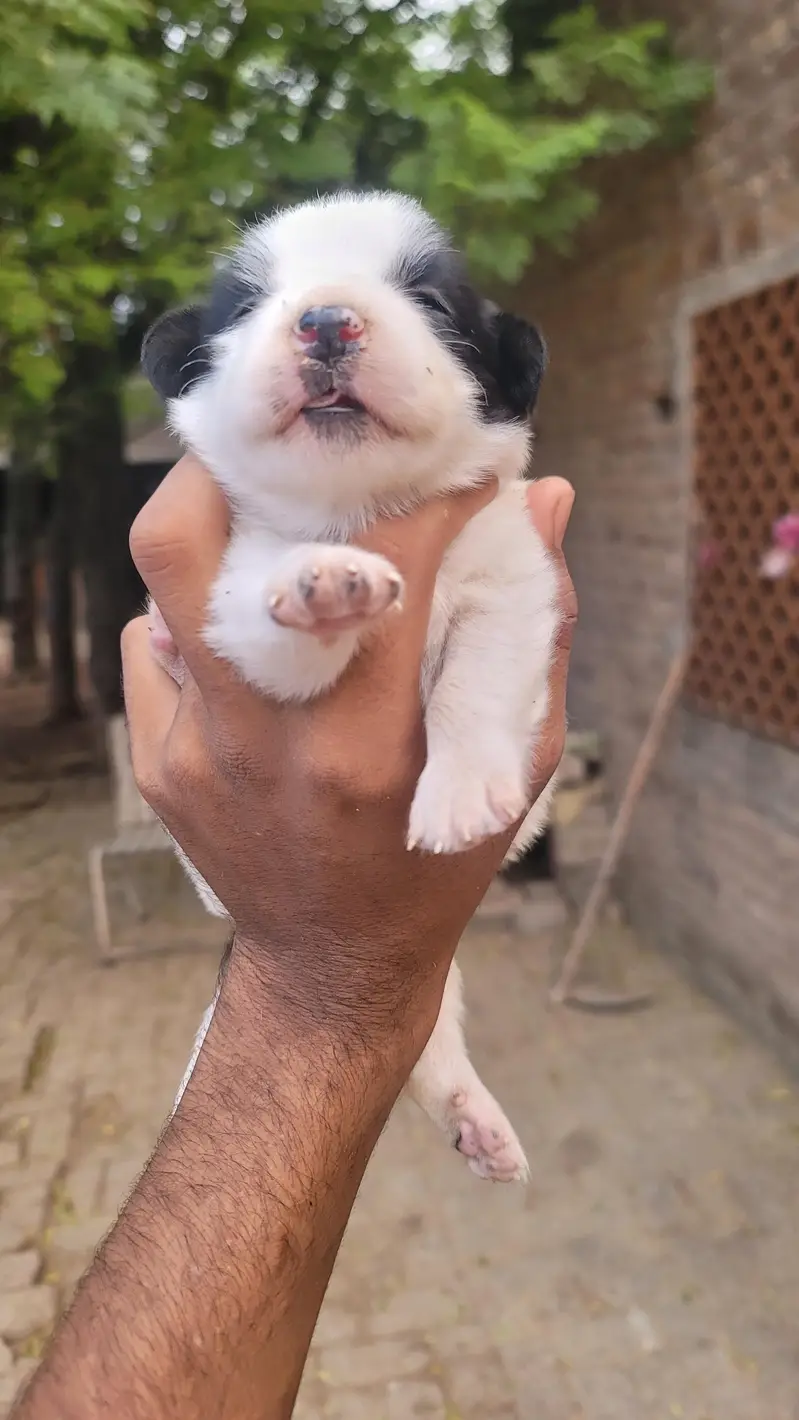 pista puppy — photo 2