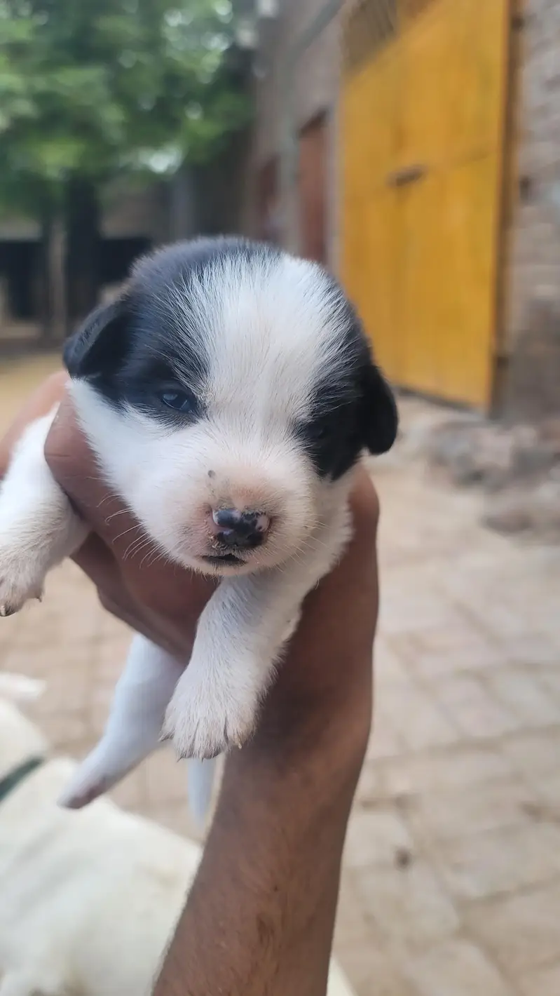 pista puppy — photo 3