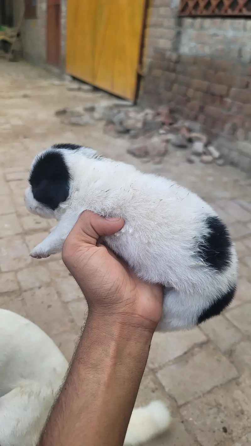 pista puppy — photo 4