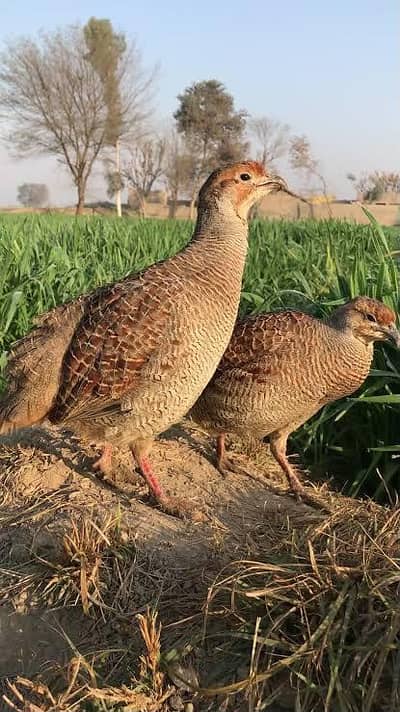 Dakhni teetar breeder pair
