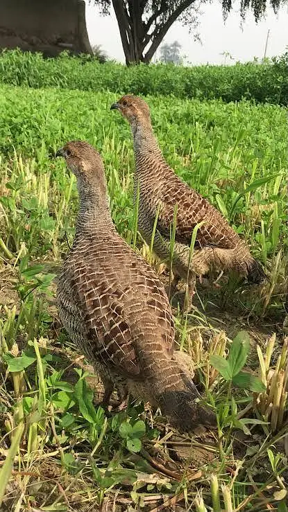 Dakhni teetar breeder pair — photo 2