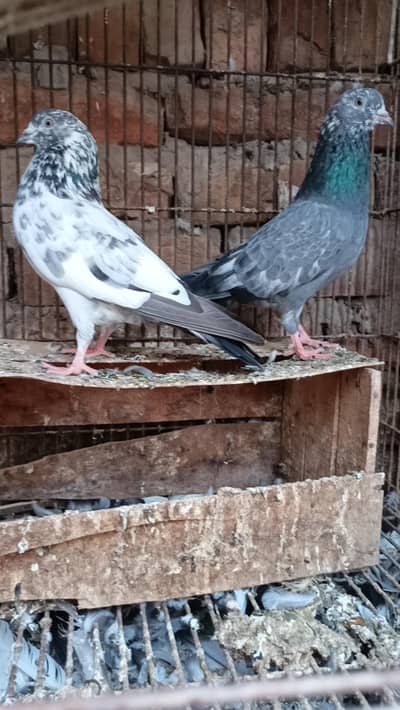 Asmani pigeons cont. 0330 1893 573