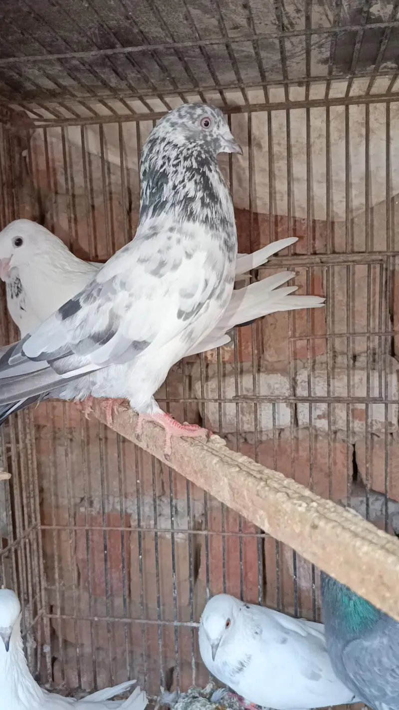 Asmani pigeons cont. 0330 1893 573 — photo 2