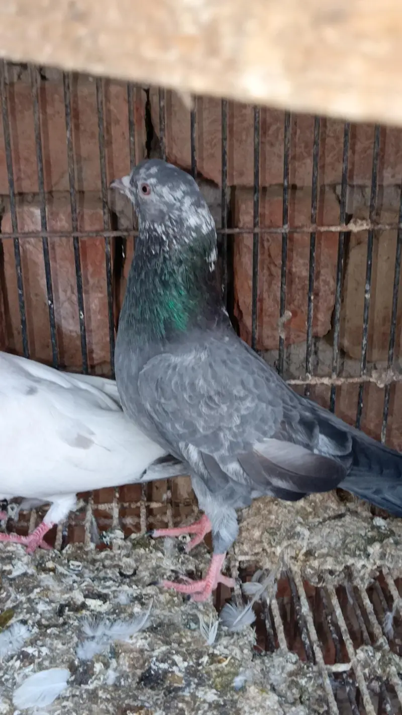 Asmani pigeons cont. 0330 1893 573 — photo 3