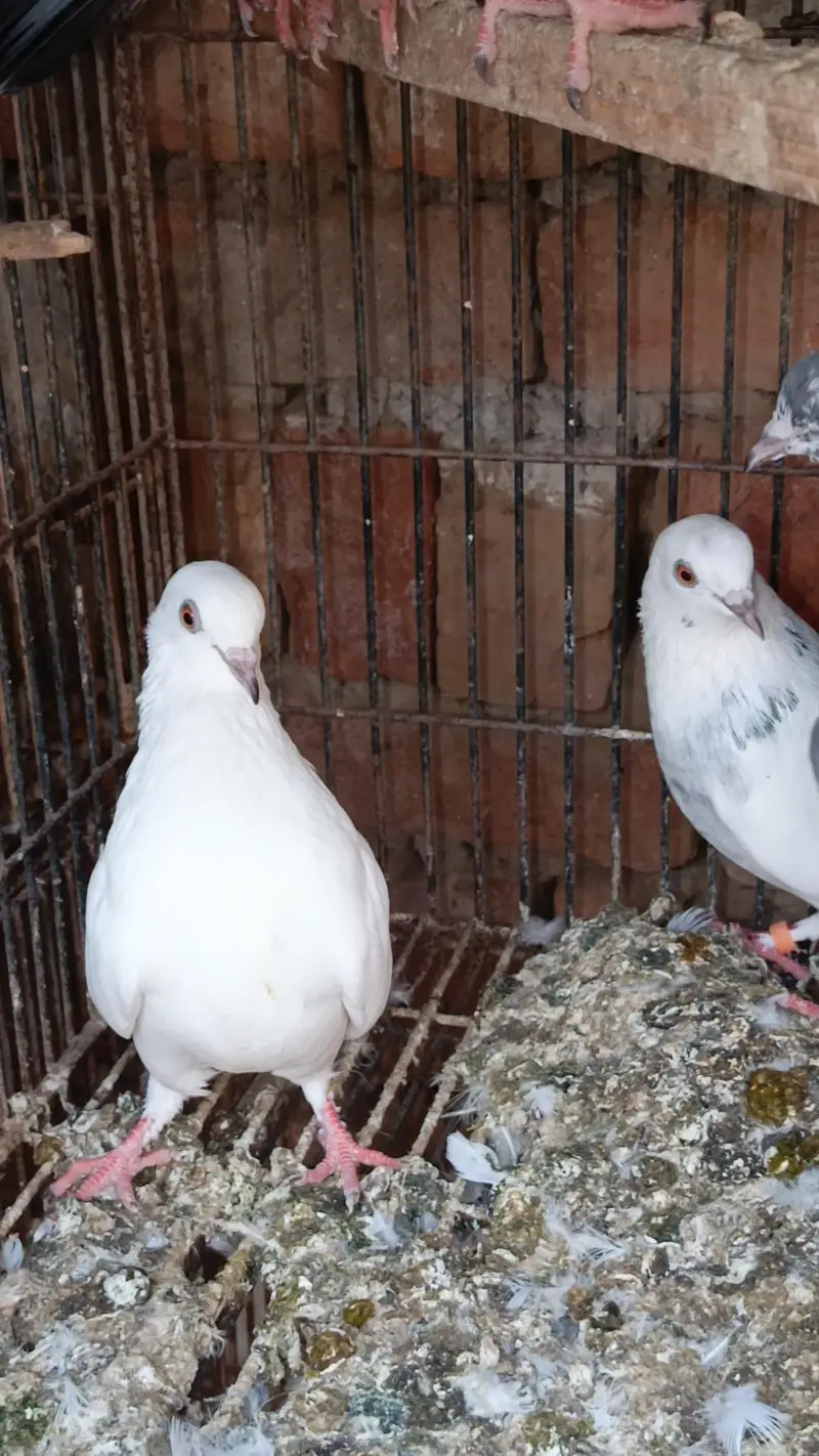 Asmani pigeons cont. 0330 1893 573 — photo 4
