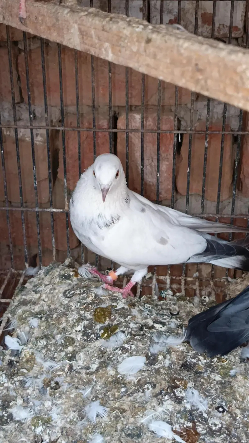 Asmani pigeons cont. 0330 1893 573 — photo 5
