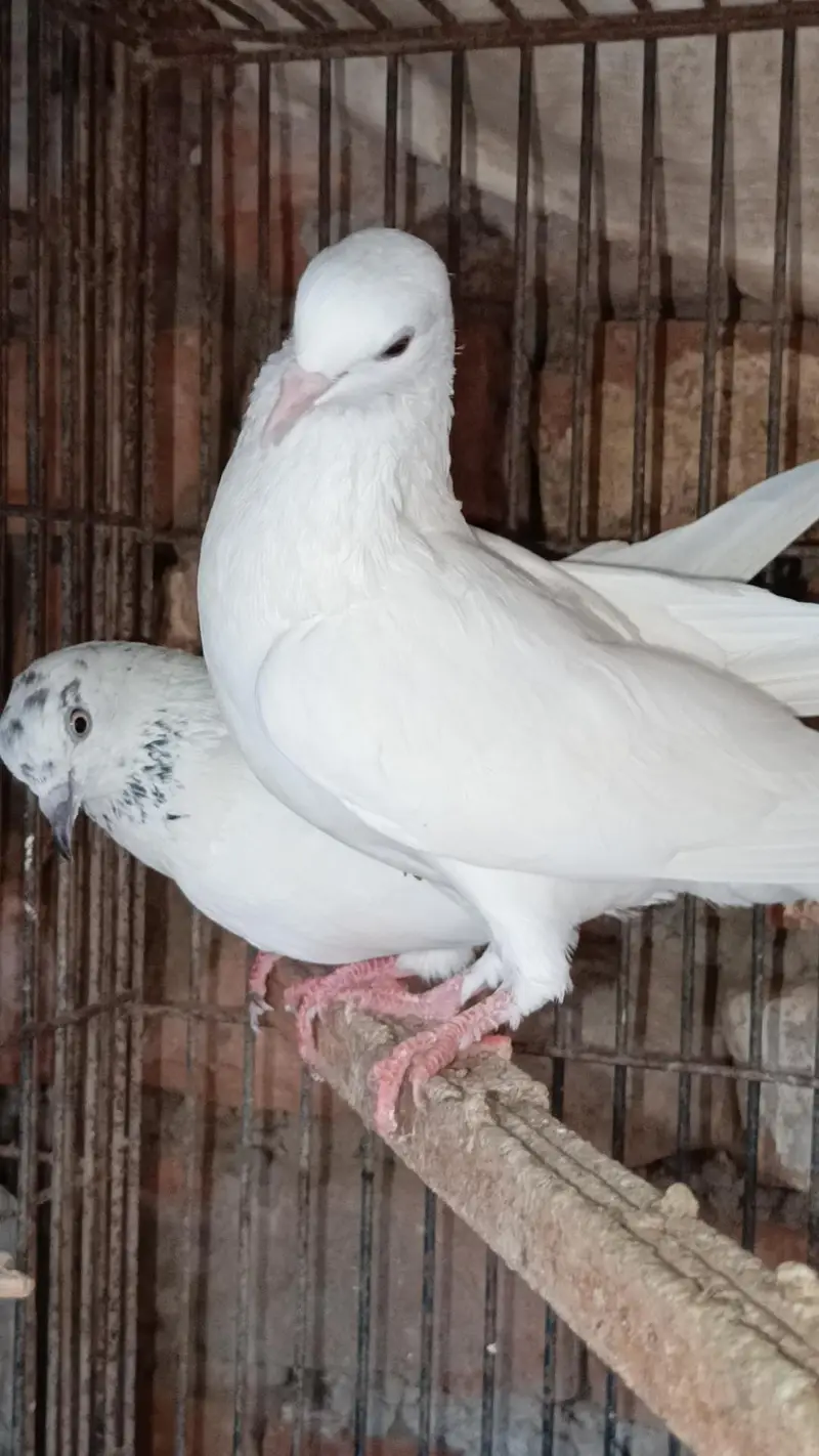 Asmani pigeons cont. 0330 1893 573 — photo 6