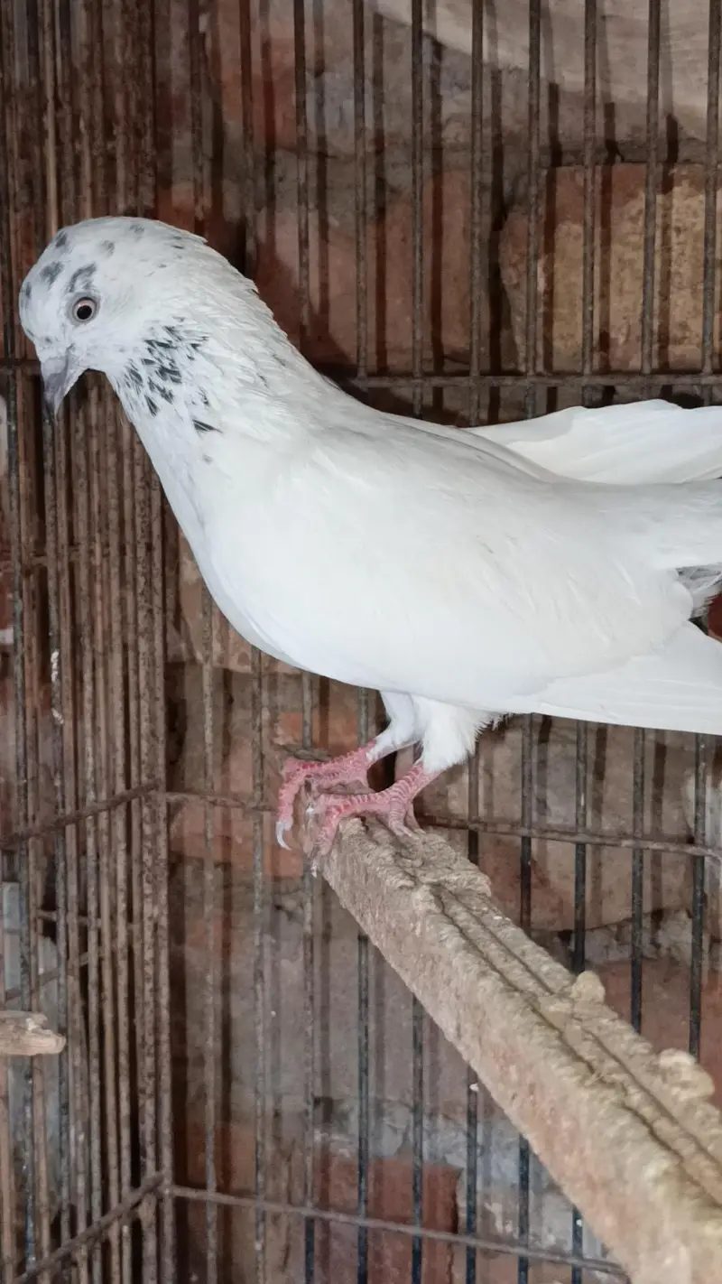 Asmani pigeons cont. 0330 1893 573 — photo 7
