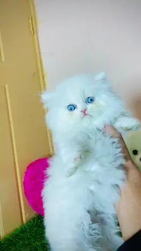 Persian cat for sale male or femalemy WhatsApp  0324=31/90/409 — photo 4