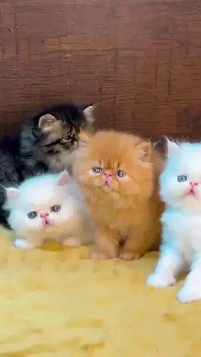 Persian cat for sale male or femalemy WhatsApp  0324=31/90/409 — photo 5