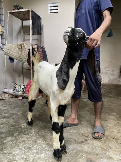 Beetal goat for Sale — MashAllah