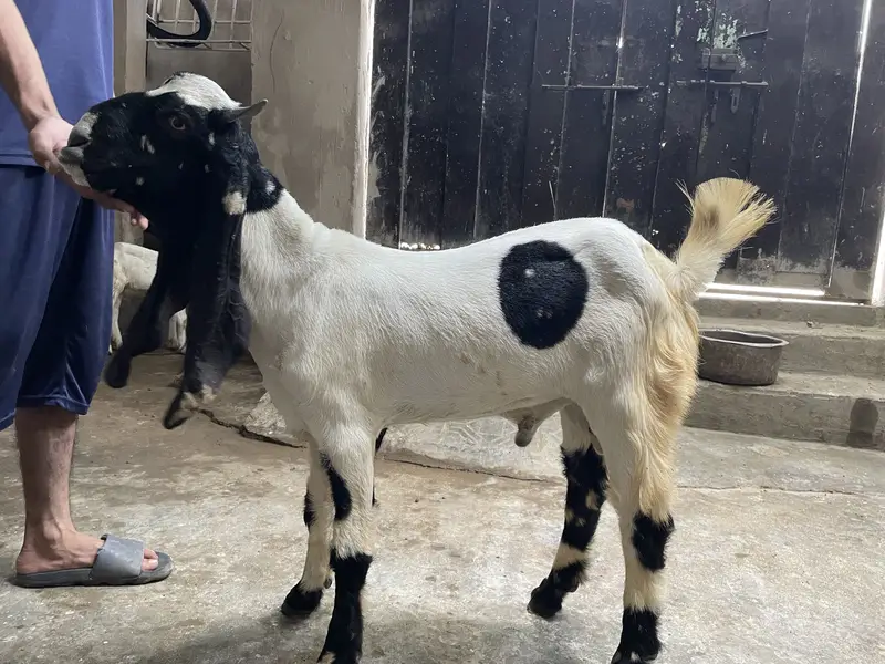 Beetal goat for Sale — MashAllah — photo 2
