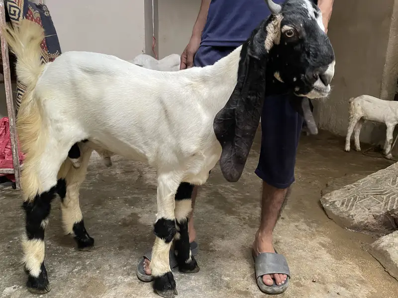 Beetal goat for Sale — MashAllah — photo 3