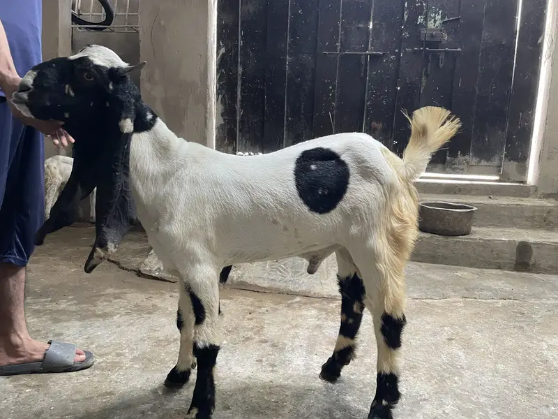 Beetal goat for Sale — MashAllah — photo 4