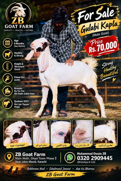 Gulabi Kapla — For Sale