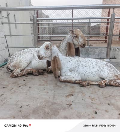 pure desi 2 goats