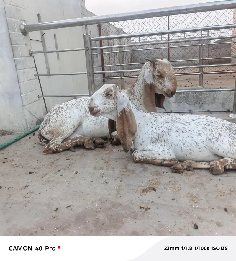 pure desi 2 goats — photo 2