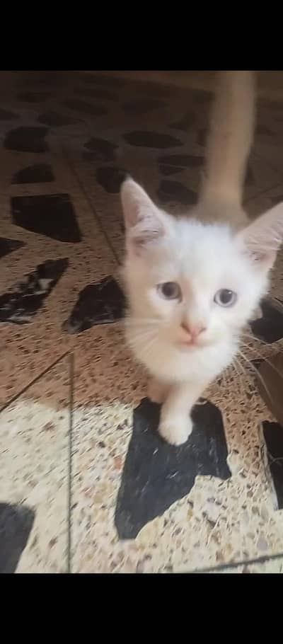 agar Jo 2 lega usko 10000 Jo ek le ga usko 7000 each kitten