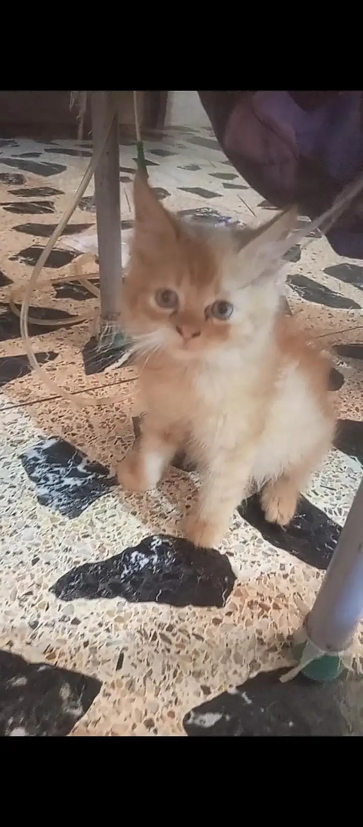 agar Jo 2 lega usko 10000 Jo ek le ga usko 7000 each kitten — photo 2