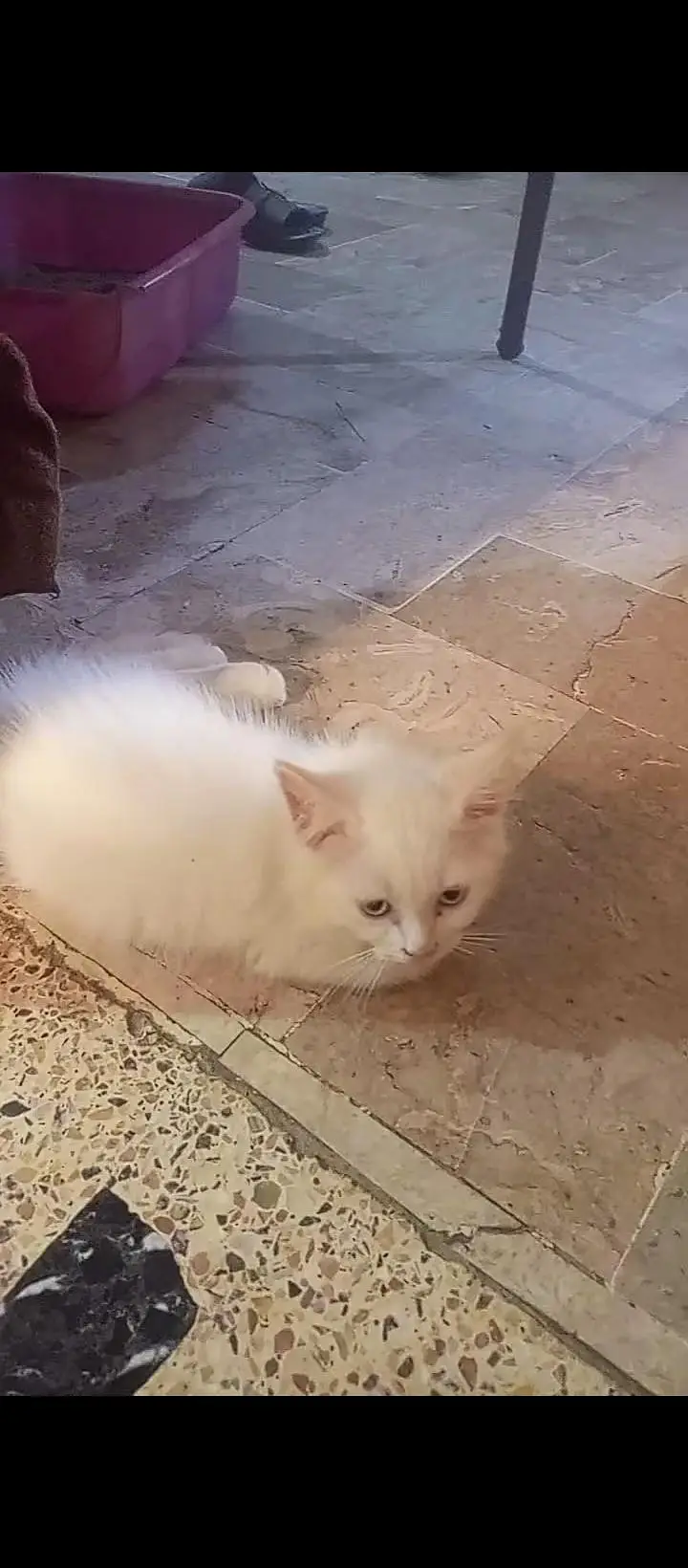 agar Jo 2 lega usko 10000 Jo ek le ga usko 7000 each kitten — photo 3