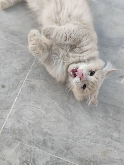 Persian male cat