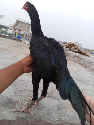 Mushka Aseel Patha Jet Black Aseel Murga Available 03098573144