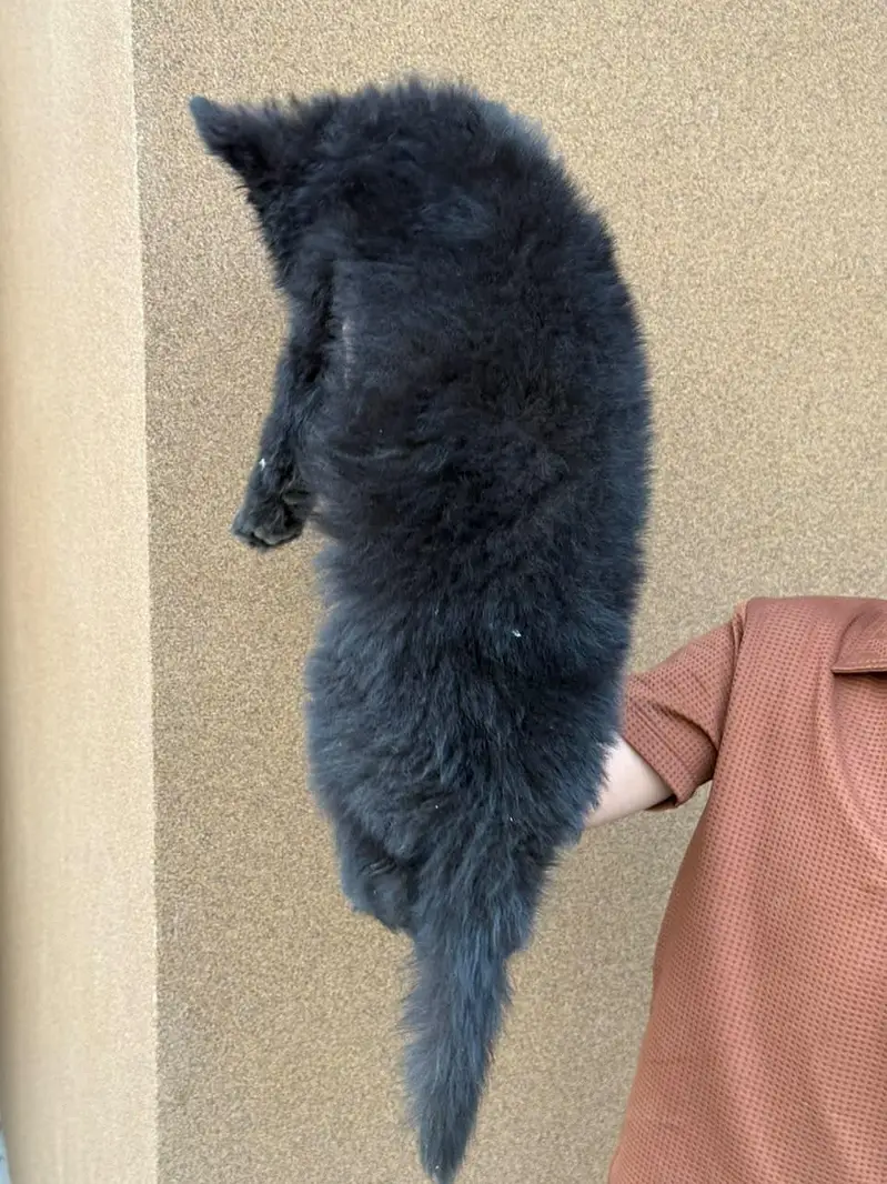 Long coat Black Sahfat — photo 2