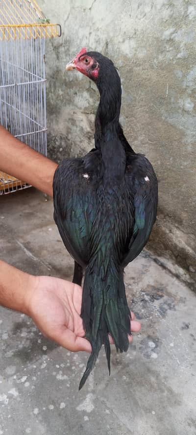 Jet Black Mushka Aseel Patha Pakistani Aseel Murga 03098573144