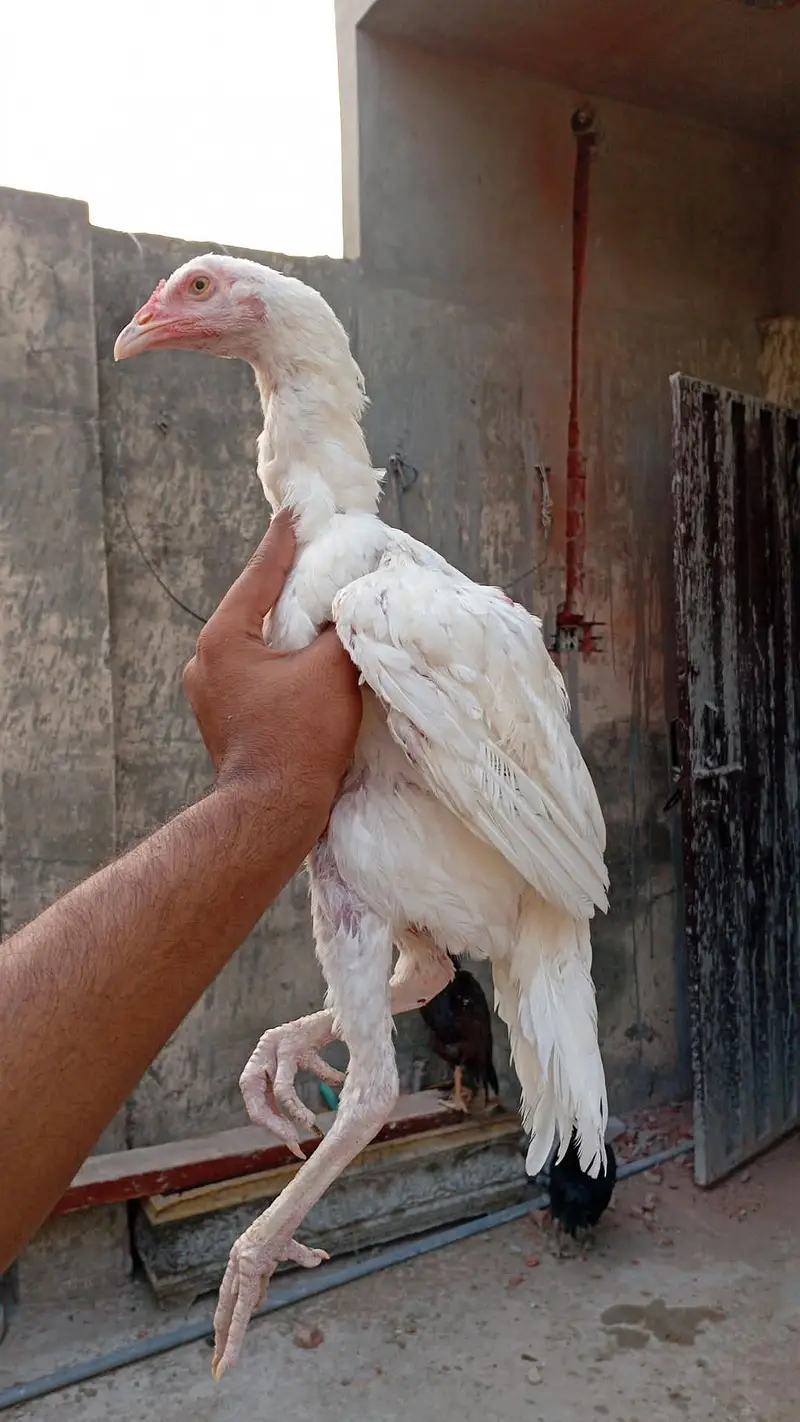 long height eagle face paper white hera patha — photo 2