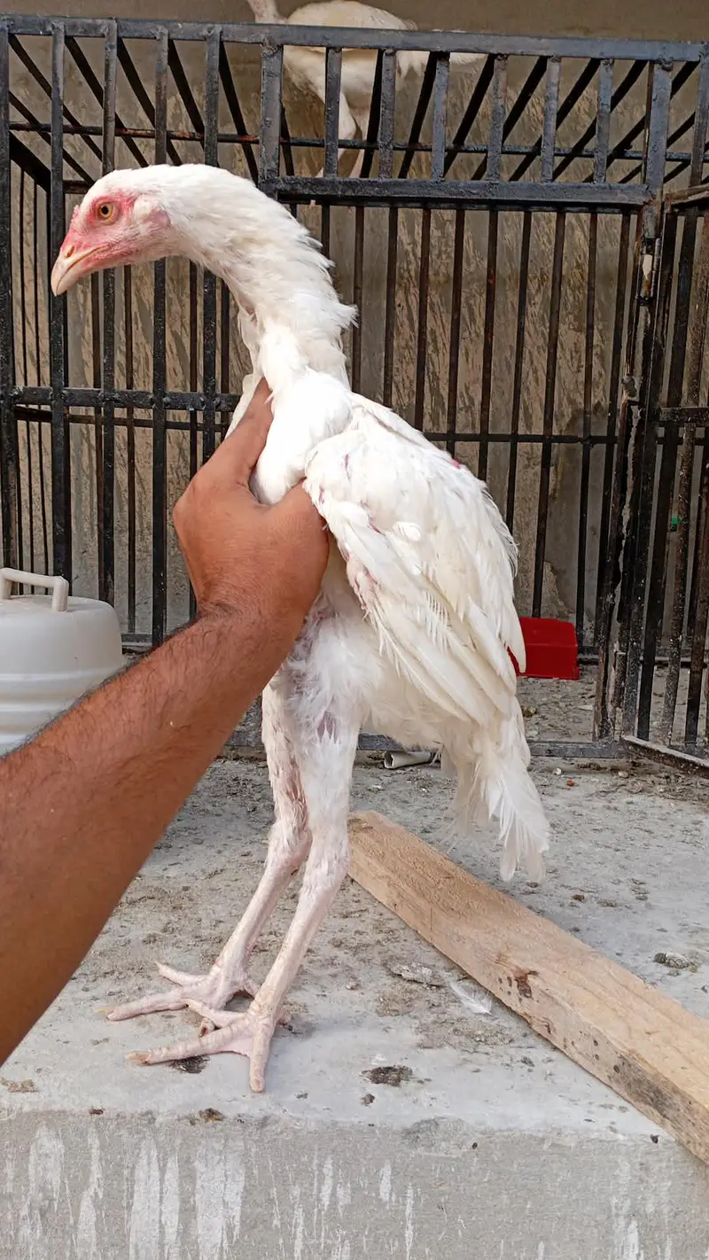long height eagle face paper white hera patha — photo 3
