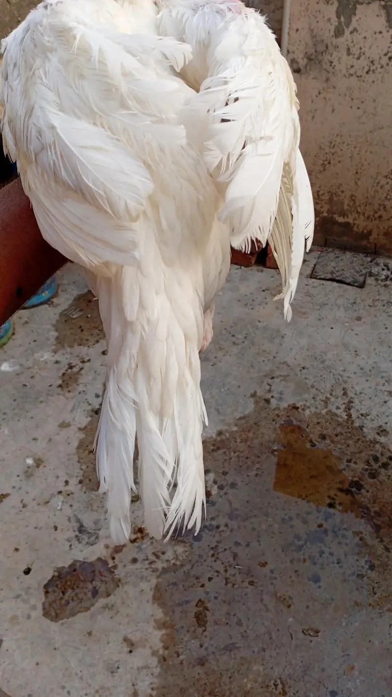 long height eagle face paper white hera patha — photo 4