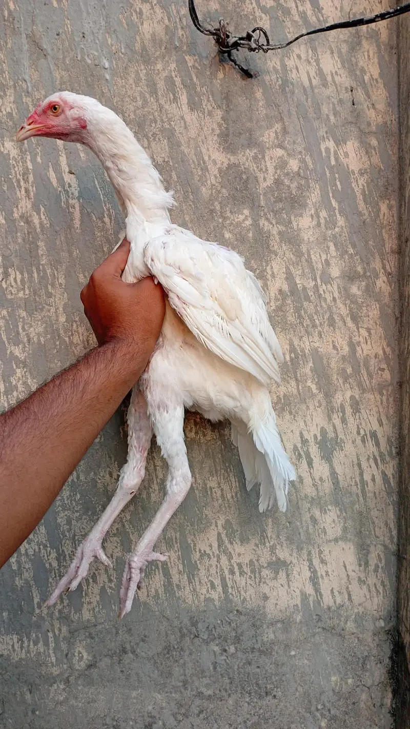 long height eagle face paper white hera patha — photo 5