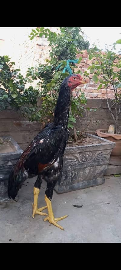 Black oh shamo pathiya pathy top premium quality