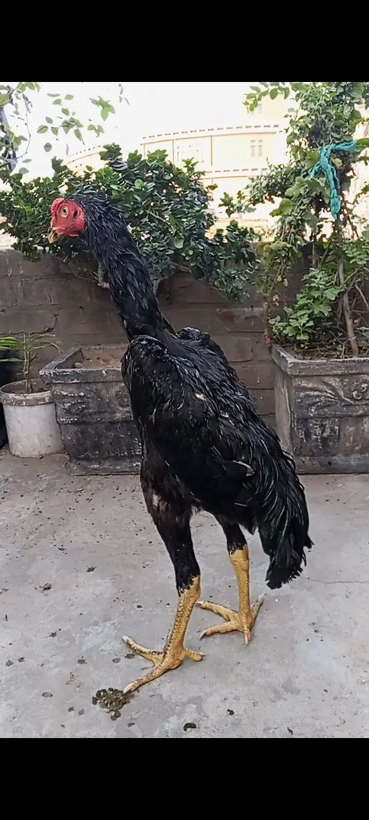 Black oh shamo pathiya pathy top premium quality — photo 2