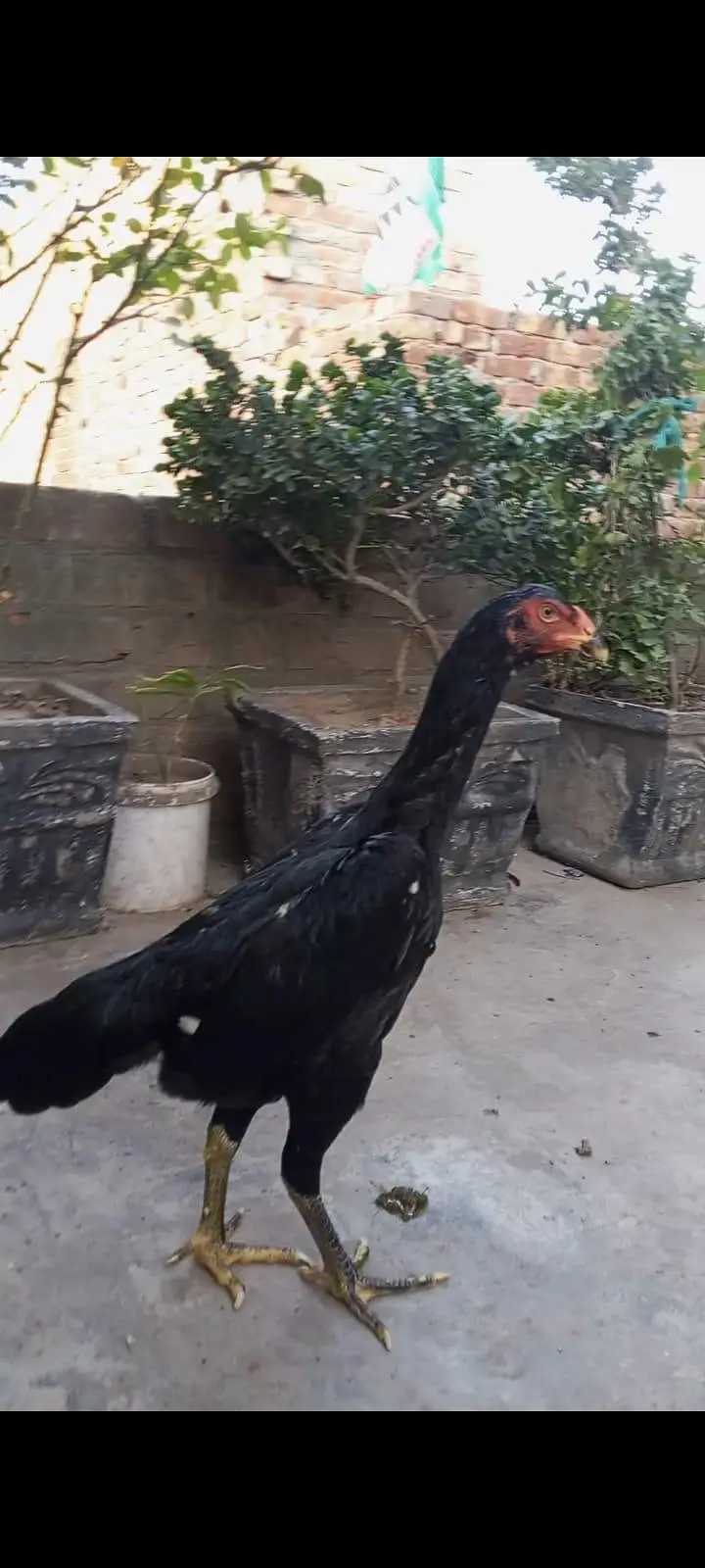 Black oh shamo pathiya pathy top premium quality — photo 3