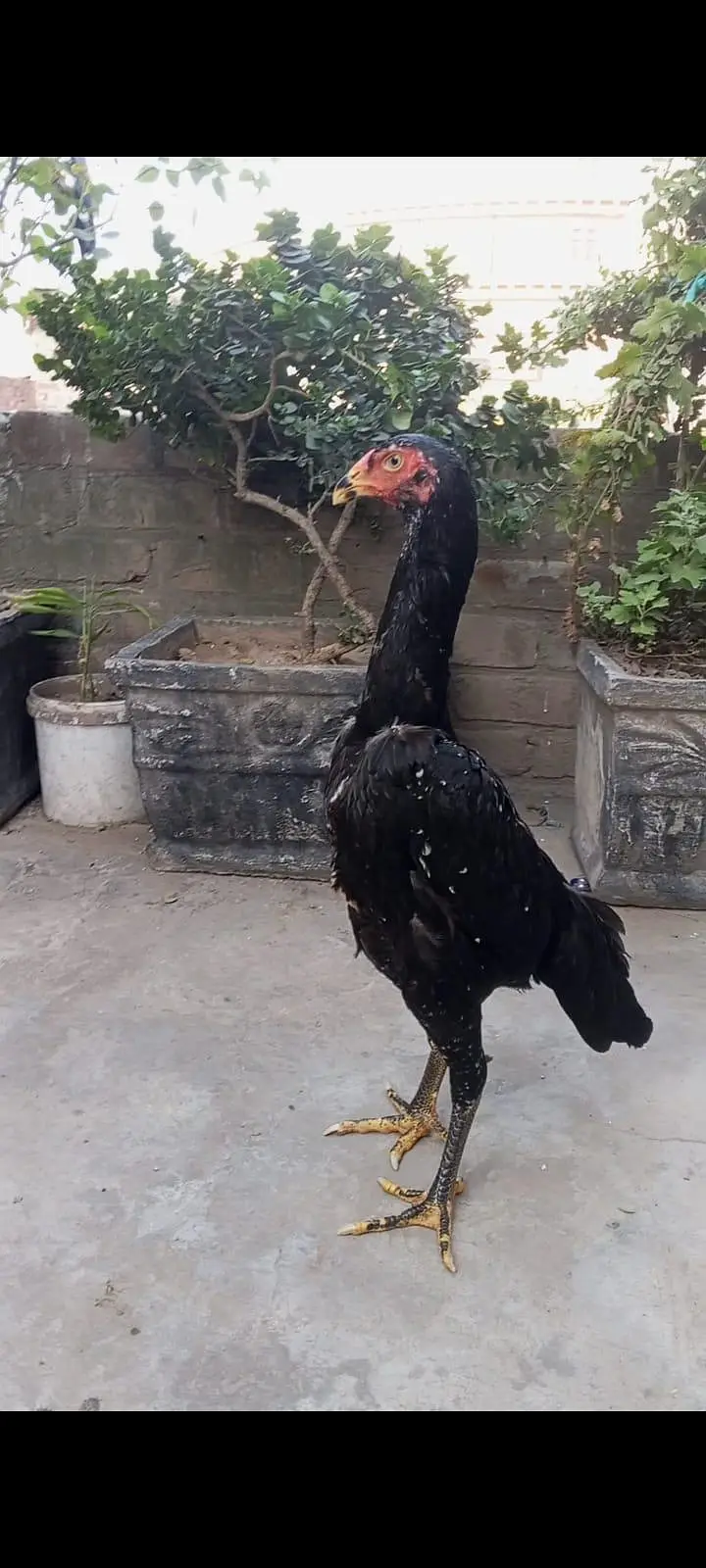 Black oh shamo pathiya pathy top premium quality — photo 4