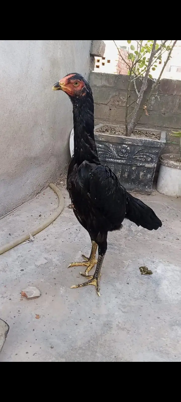 Black oh shamo pathiya pathy top premium quality — photo 7