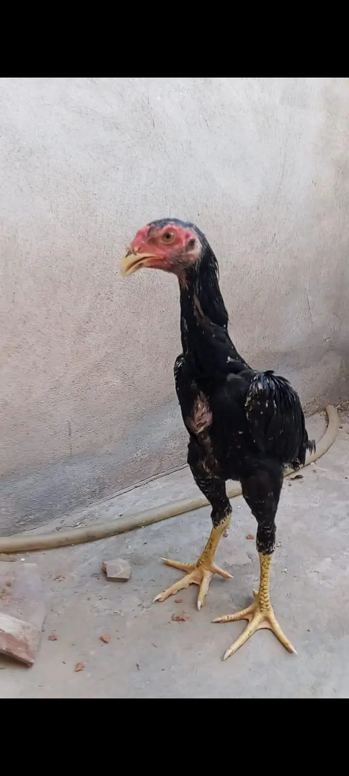 Black oh shamo pathiya pathy top premium quality — photo 10