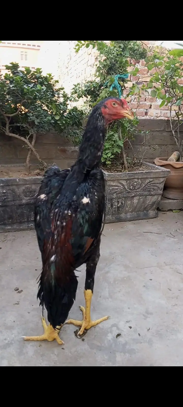 Black oh shamo pathiya pathy top premium quality — photo 12
