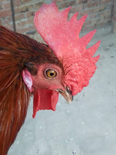 young healthy male