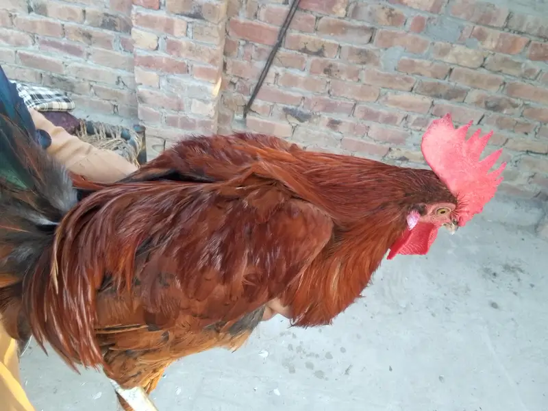 young healthy male — photo 2