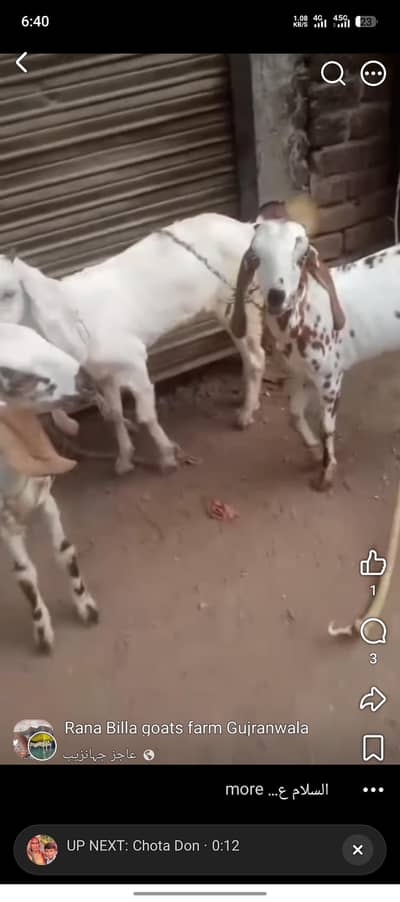 3 female