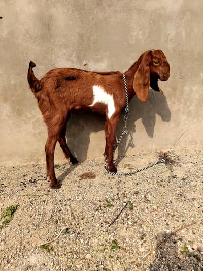 goa kid for sale 0344 5606420