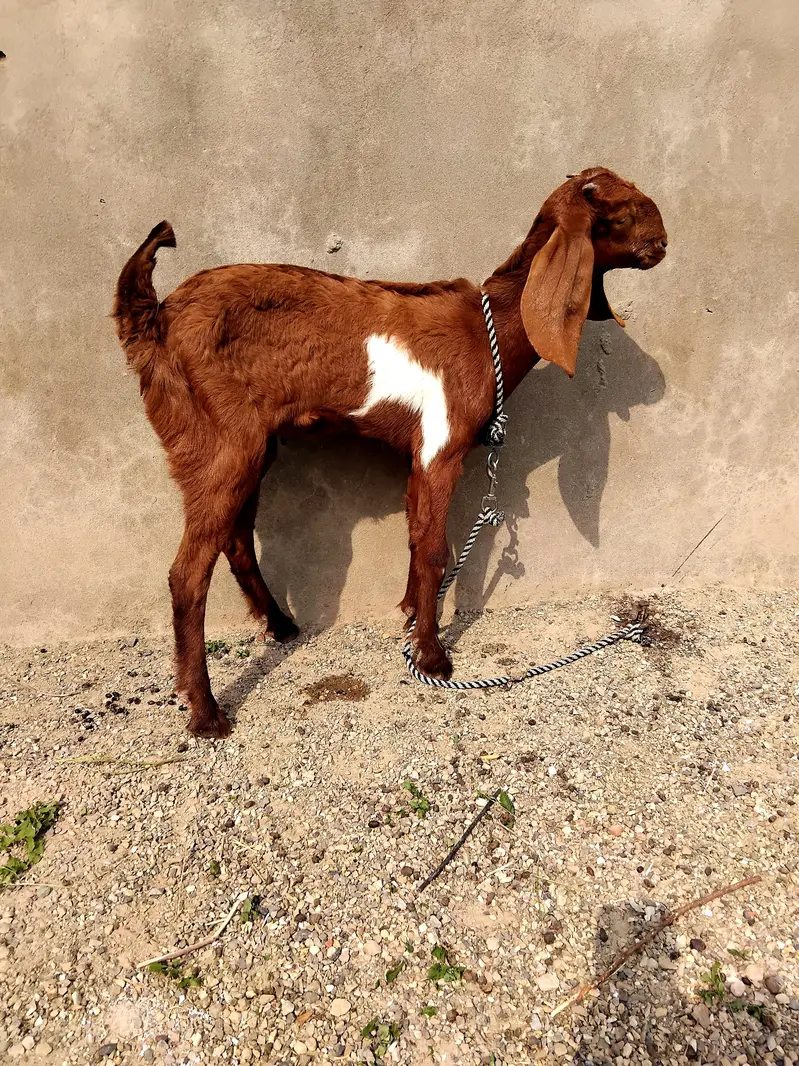 goa kid for sale 0344 5606420 — photo 2