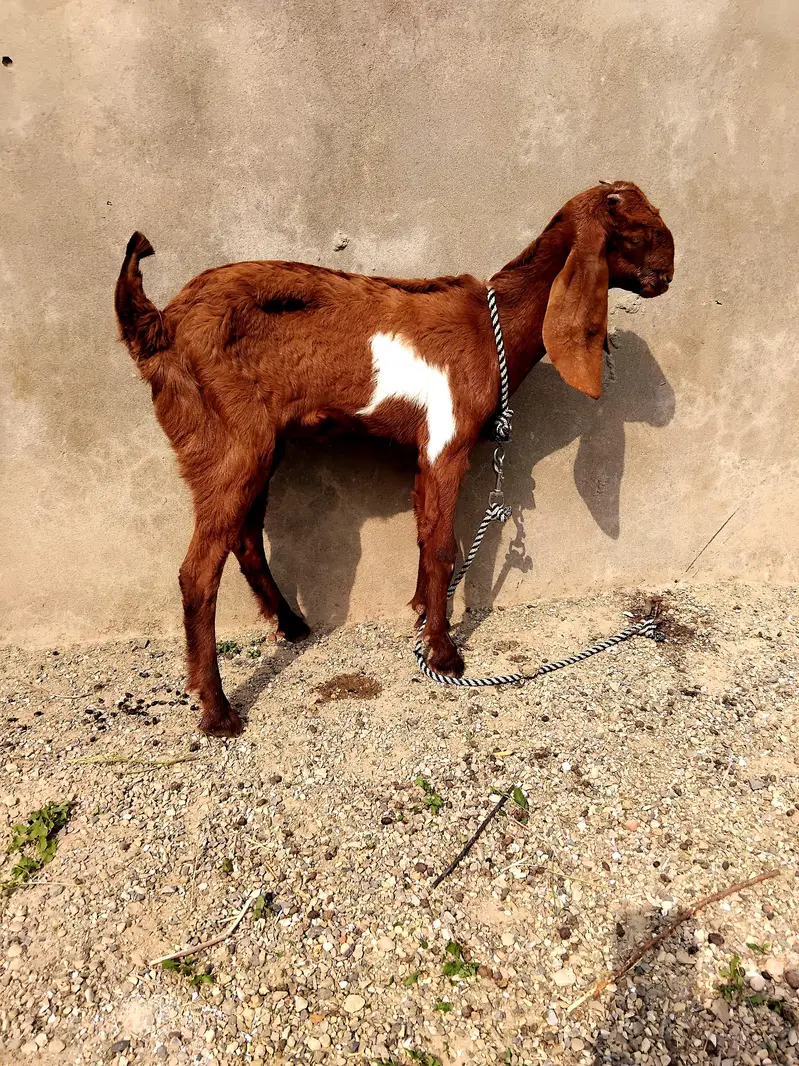 goa kid for sale 0344 5606420 — photo 3
